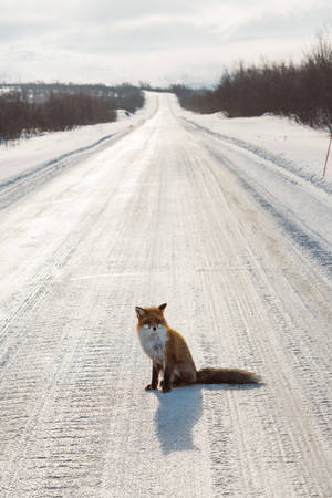 Red fox in frozen country and covered in snowの写真素材