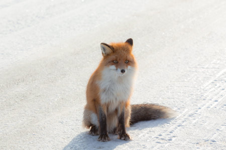 Red fox in frozen country and covered in snowの写真素材