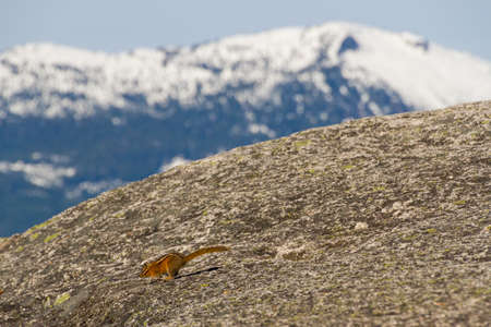 Squirell posing on rocks in remote landscapeの写真素材