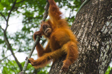 Orangutan in nature hanging down from treの写真素材