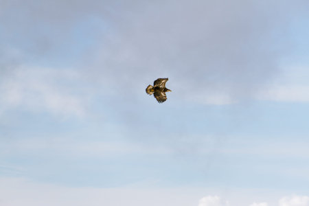 Bird alone in sky with clouds