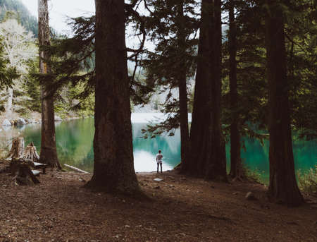 Green rainforest with man walking throughの写真素材