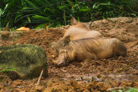 Animal sleeping on the ground in mudの写真素材