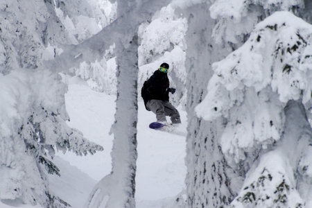 Freeride snowboarder riding through snow covered forestの写真素材