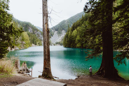 Green rainforest with man walking throughの写真素材