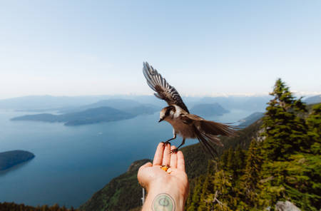 Bird on hand with bay and islands behindの写真素材