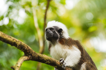 Small monkey on tree in green forest