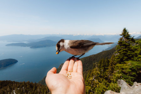 Bird on hand with bay and islands behind