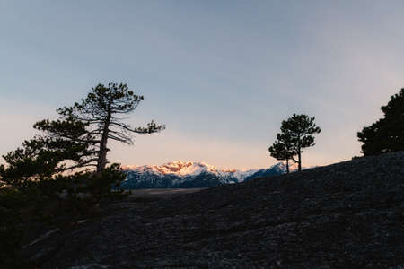 Trees on rock mountain with colorful snow backgroundの写真素材