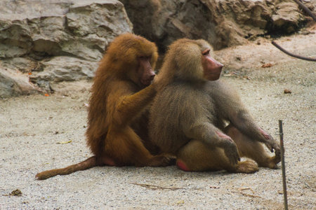 Baboons in natureの写真素材