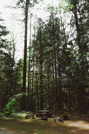 Still life landscape in green forestの写真素材