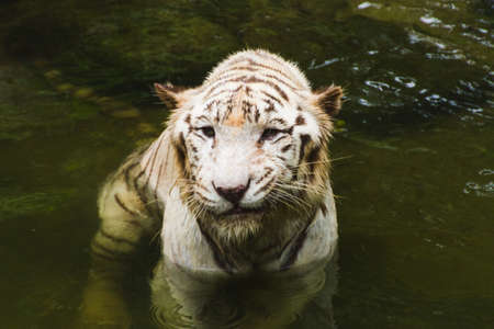 White tiger in riverの写真素材