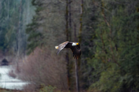 Close-up of Bald Eagle in flight in Canada