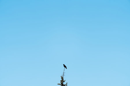 Raven sitting on the top of the tree with blue background