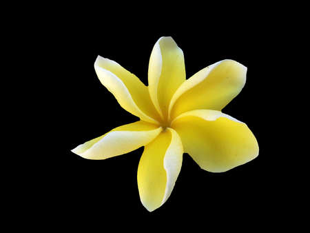 Yellow Plumeria on the Blackの写真素材
