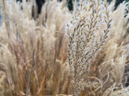Field of dry grass on natural light