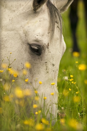 grasing grey horse の写真素材
