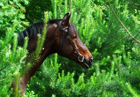 portrait  bay horse  around pinetreeの写真素材