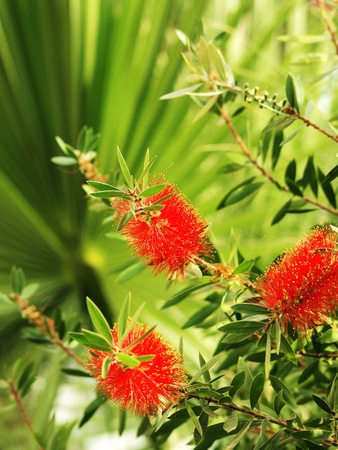 tropical plantsの写真素材