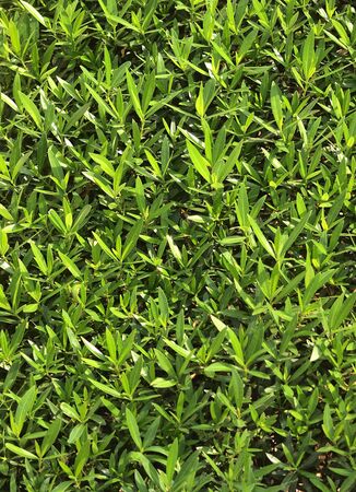 textures of green leaves close-upの写真素材