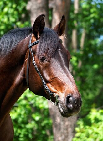 portrait of bay sportive horseの写真素材