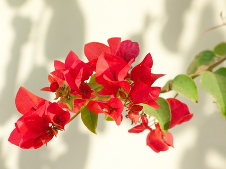 blossom Mediterranean shrubの写真素材