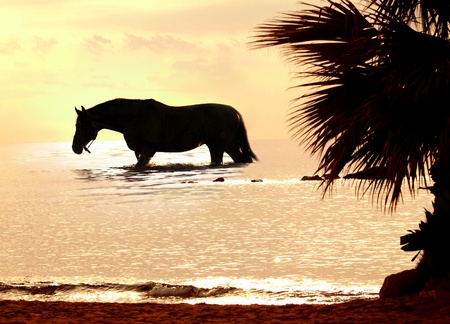 the horse in marine sunsetの写真素材