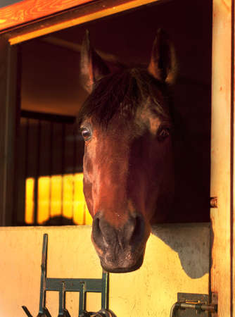 portrait  bay horse in stable at the sunsetの写真素材