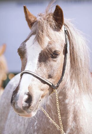 portrait of welsh mountain  ponyの写真素材