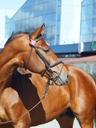 portrait of beautiful bay horse の写真素材