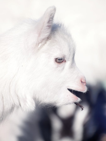 young  white goatlingの写真素材