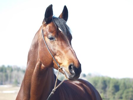 portrait of beautiful horseの写真素材