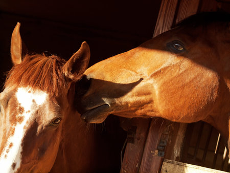 couple of horse in loose-box の写真素材