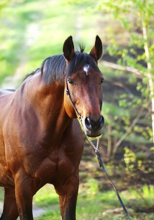 bay horse in spring forestの写真素材