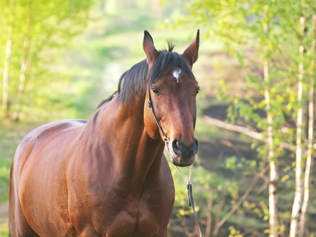 bay horse in spring forestの写真素材