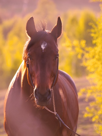 horse in a beautiful meadowの写真素材