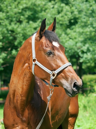 portrait of amazing  bay horseの写真素材