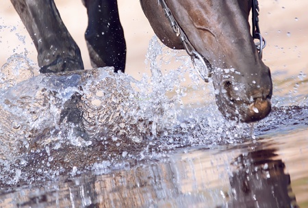 walking horse in water closeupの写真素材