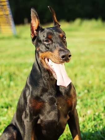 sitting nice black dobermanの写真素材