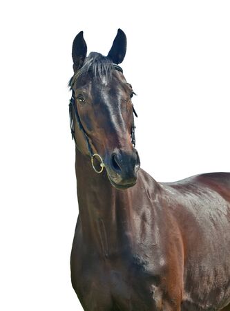 cute dark sportive mare isolated on whiteの写真素材