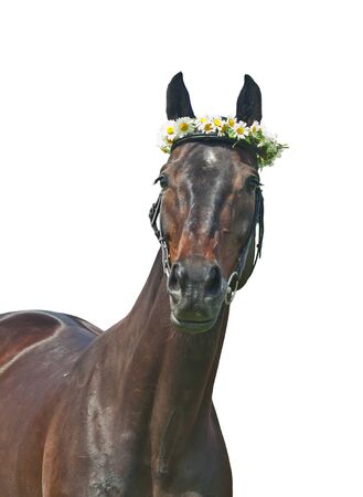 nice dark  mare with camomilles isolated on  whiteの写真素材