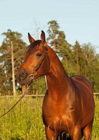 portrait of nice bay horseの写真素材