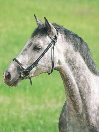 portrait of wonderful grey horse in green fieldの写真素材