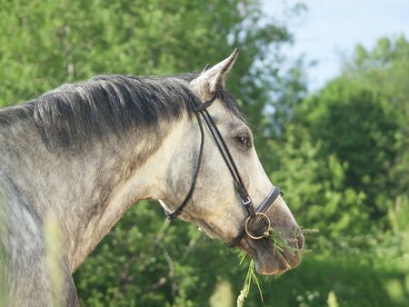 portrait of beautiful grey horse の写真素材
