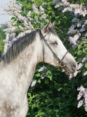 portrait of nice grey horse near the blossom bushの写真素材