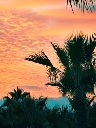 palms at the dark sunset    の写真素材