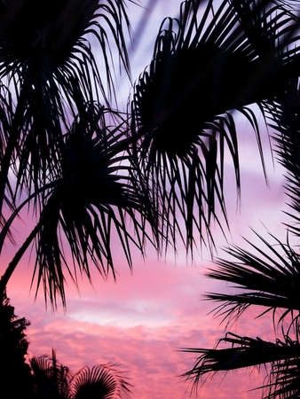 palms at the dark sunsetの写真素材