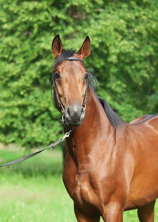 portrait of breed  amazing  young stallionの写真素材