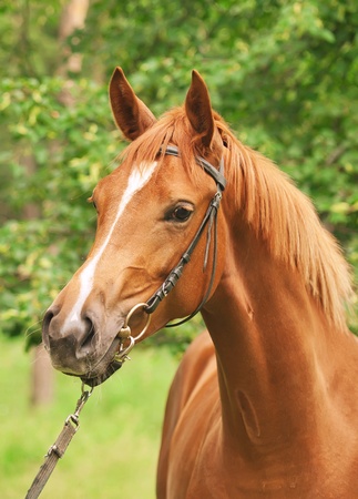 portrait of beautiful sorrel horseの写真素材