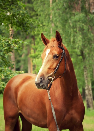 portrait of beautiful sorrel horseの写真素材